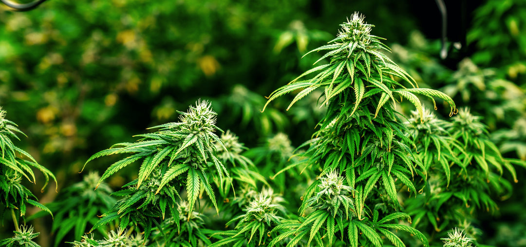 High potency cannabis buds