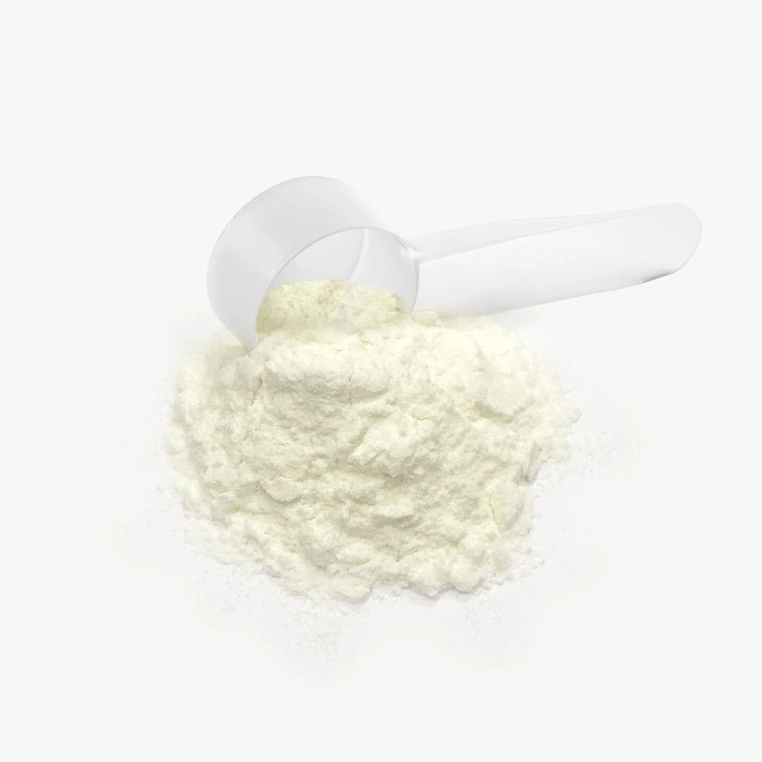 White scoop filled with Colostrum powder on a white background