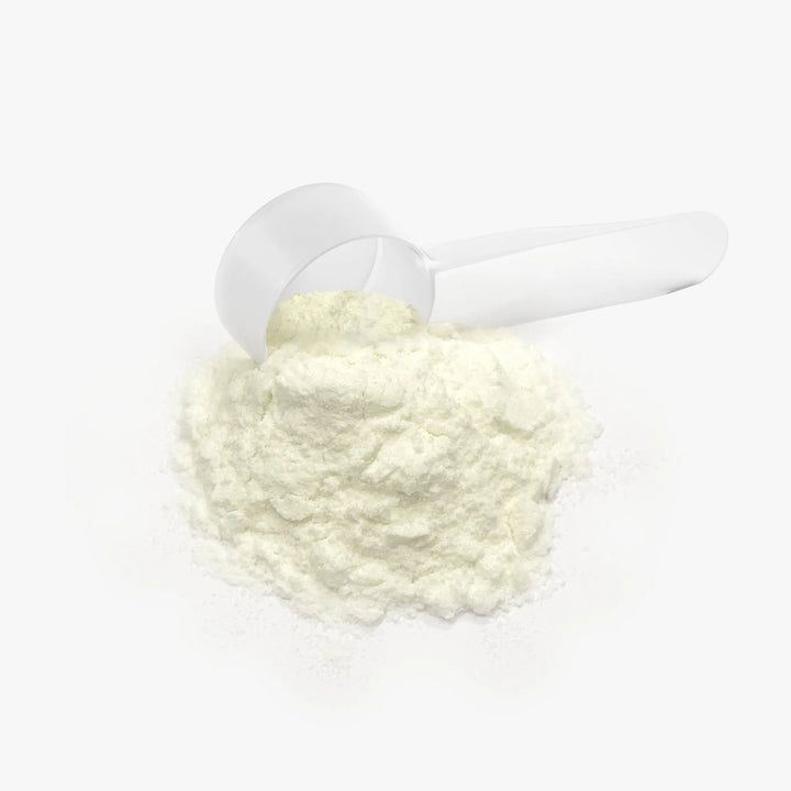 White scoop filled with Colostrum powder on a white background